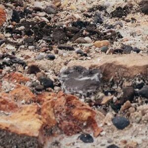 Meet your Posher, Lil